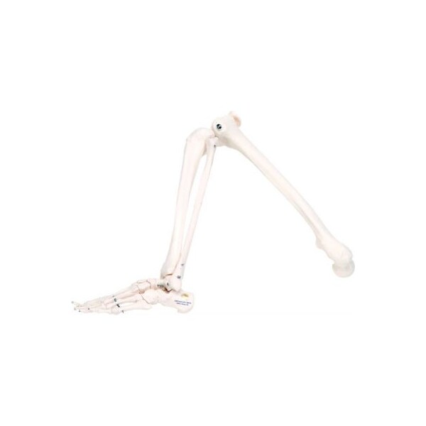 Fabrication Enterprises 3B Anatomical Model - Loose Bones, Leg Skeleton, Right 12-4586R - main